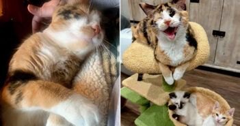 保護された猫の親子