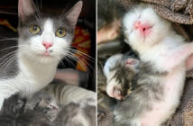 保護されて出産した母猫