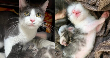 保護されて出産した母猫