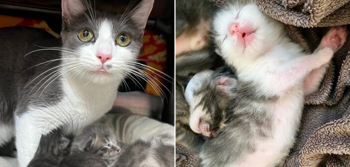 保護されて出産した母猫