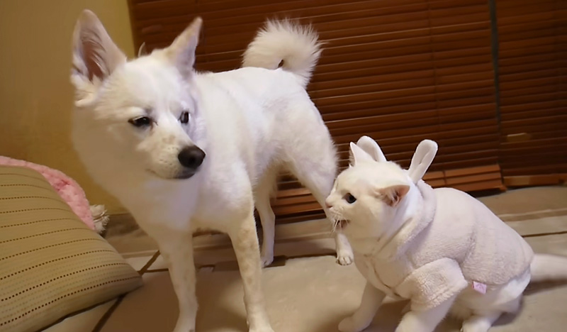 犬に八つ当たりする猫