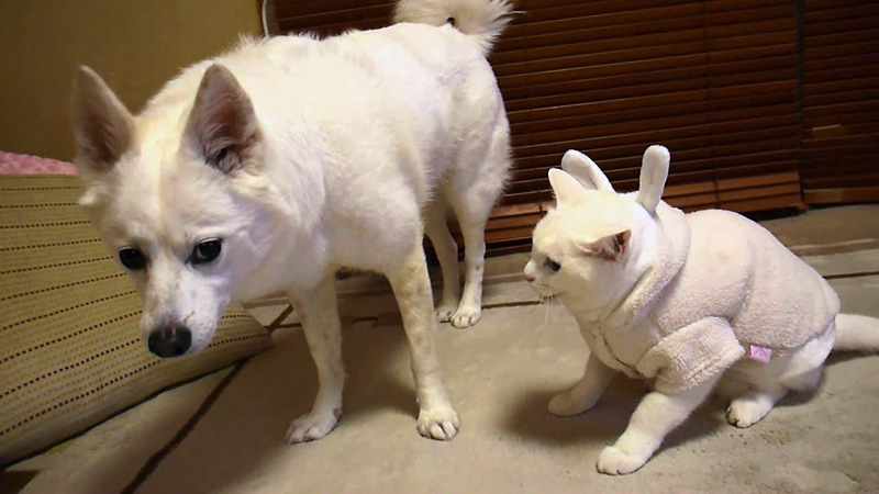 犬に八つ当たりする猫