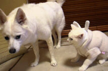 犬に八つ当たりする猫