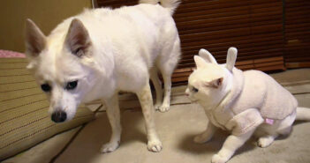 犬に八つ当たりする猫