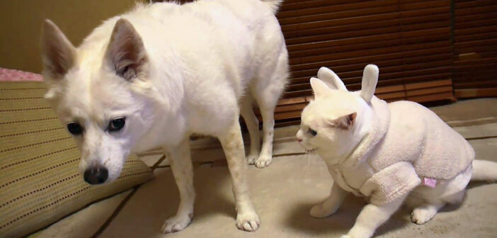 犬に八つ当たりする猫