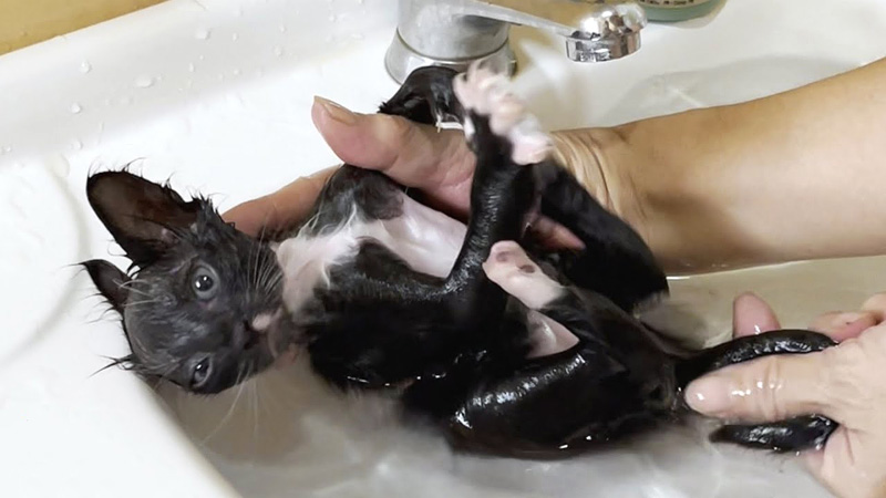 お風呂に入る保護子猫