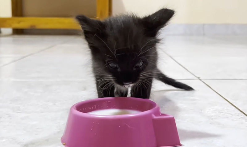 ミルクを飲む子猫