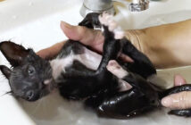 お風呂に入る保護子猫