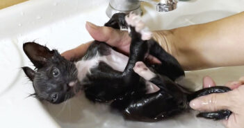 お風呂に入る保護子猫