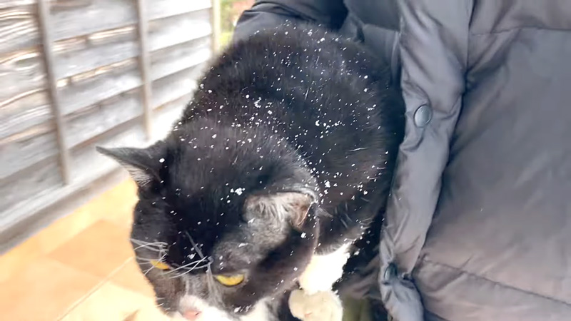 抱きかかえられる猫