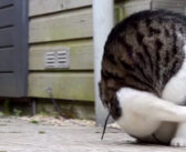 ある日、前転の面白さに気付いてしまった猫さん。それから前転が止まらなくなってしまったようで ( *´艸｀)