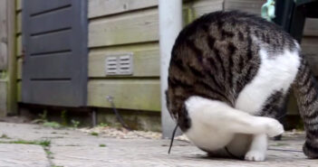 ある日、前転の面白さに気付いてしまった猫さん。それから前転が止まらなくなってしまったようで ( *´艸｀)