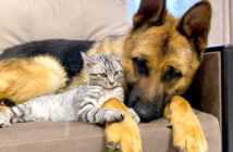 先住犬に寄り添う子猫