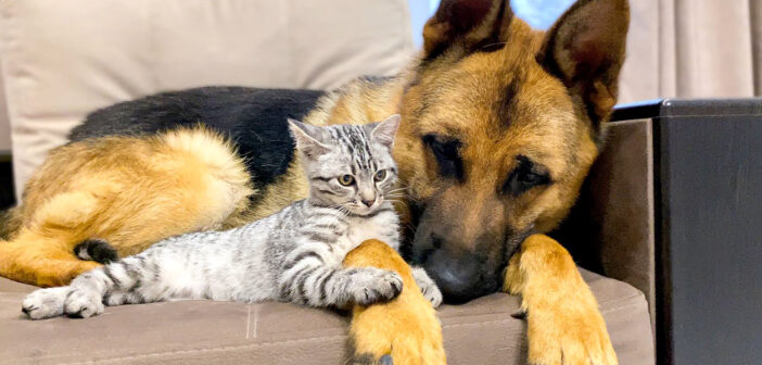 先住犬に寄り添う子猫