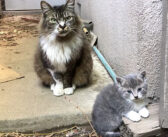 「この子をお願いします」人を避け続けてきた母猫が託してきた子猫。優しい家族の元で凛々しく成長した姿に心が温まる