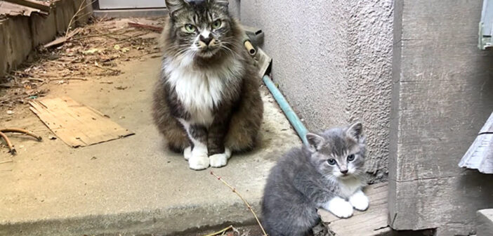 母猫と子猫