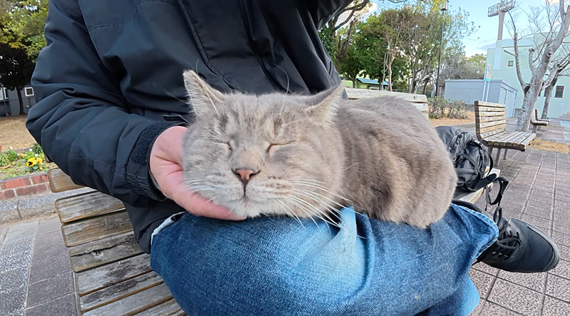 膝の上でナデナデを堪能する猫