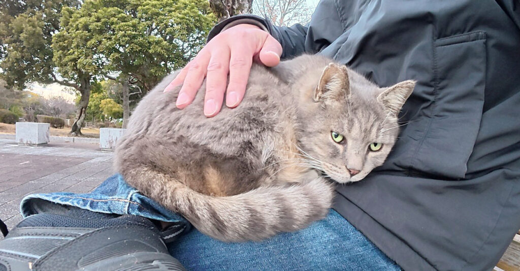 7kggoe_cat_title-1024x534.jpg