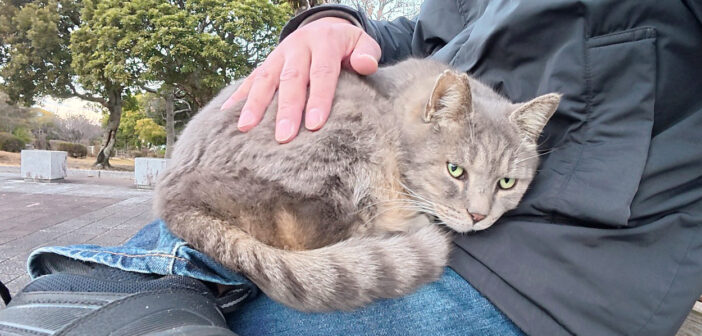 膝の上に居座り続ける猫