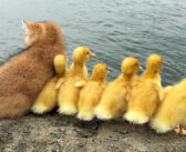 6羽のアヒルのヒナを育てる子猫。みんなで一緒に旅に出て、綺麗な景色を楽しむ様子に癒される (*´ω`*)♡