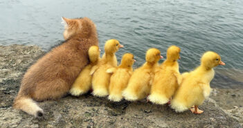 アヒルのヒナと景色を楽しむ子猫