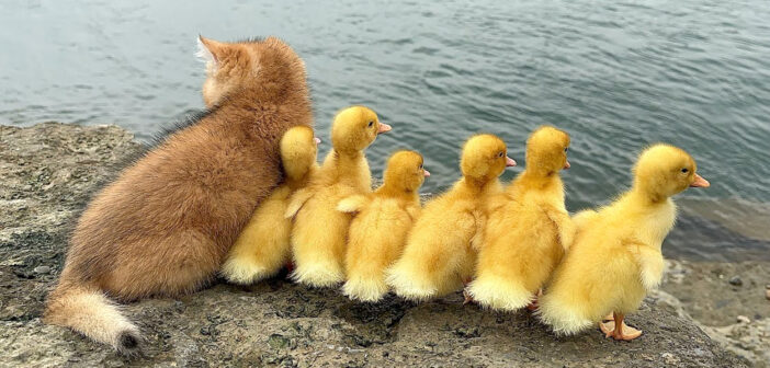 アヒルのヒナと景色を楽しむ子猫