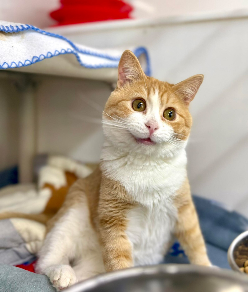 愛らしい表情の猫