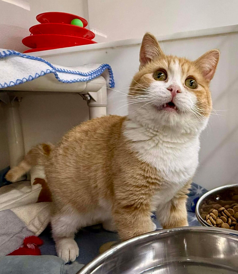 可愛い表情の猫