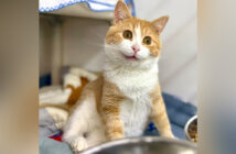 AIで作られたかのような猫