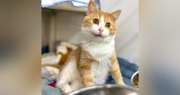 AIで作られたかのような猫