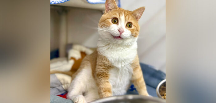 AIで作られたかのような猫