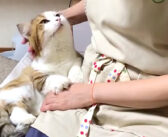 大好きなお母さんに甘えながら、熱い視線を送る猫さん。たっぷりとナデナデされると、全身から幸せが溢れ出た♡