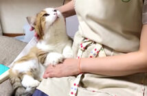 お母さんに甘える猫