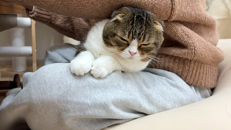 膝の上で甘える猫