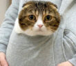ポケットに入った猫