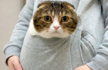 ポケットに入った猫