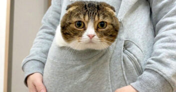 ポケットに入った猫