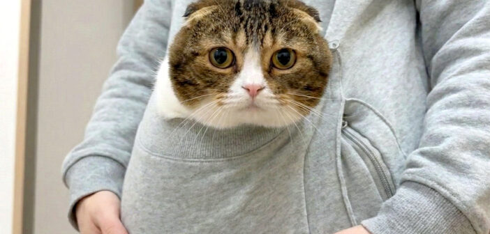 ポケットに入った猫