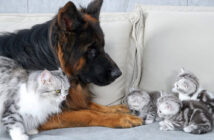 子猫達にシェパードが安全だと教える母猫