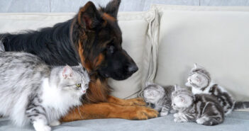 子猫達にジャーマンシェパードが安全なことを伝える母猫。どうやら警戒していた子猫達も安心したようで… 可愛いことに♡ 子猫達にシェパードが安全だと教える母猫