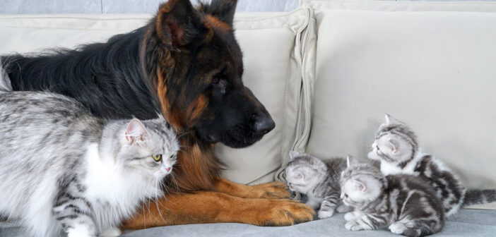 子猫達にシェパードが安全だと教える母猫