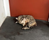 アパートの玄関先で出産した猫を目撃した女性。猫の親子全員を救い出して、安心して暮らせる家を提供する