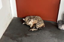 アパートの玄関前で出産した猫