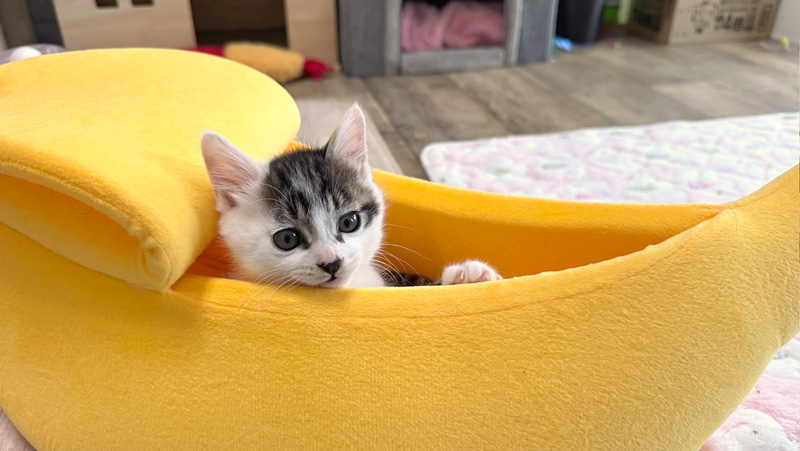 元気に遊ぶ子猫