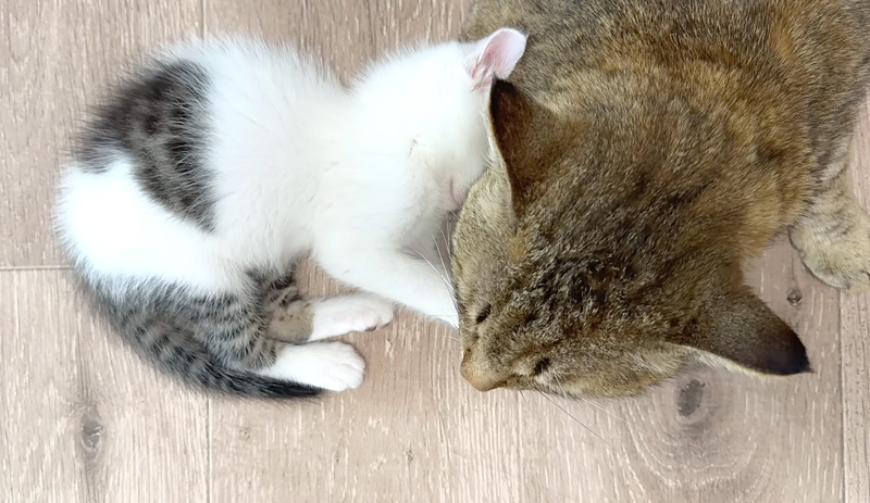 触れた瞬間に寝落ちする子猫