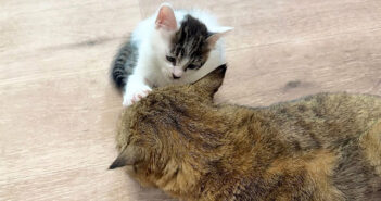 遊ぶ気満々のはずが… 触れた瞬間に眠ってしまう子猫。まさかの寝落ちが可愛すぎて、思わず胸がキュンとする ( *´艸`)♡ 触れた瞬間に寝落ちする子猫