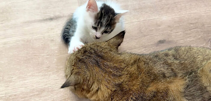 触れた瞬間に寝落ちする子猫