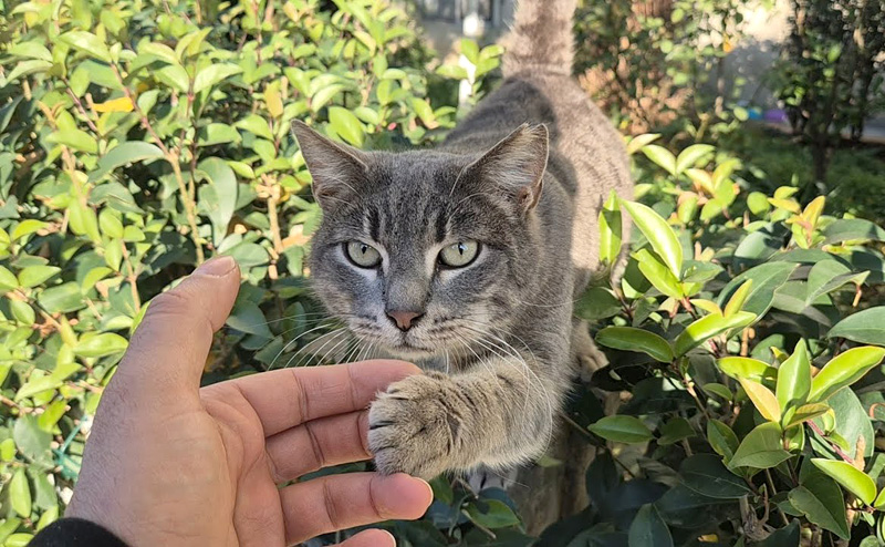 会うたびに歓迎してくれる猫