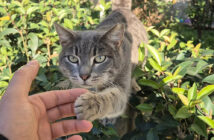 会うたびに歓迎してくれる猫