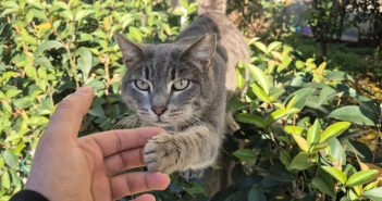 会うたびに歓迎してくれる猫